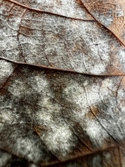 Erysiphe liriodendri