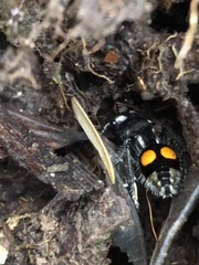 Hoplomutilla
