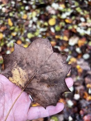 Erysiphe liriodendri