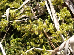 Rhytidiadelphus squarrosus