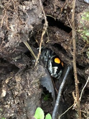 Hoplomutilla