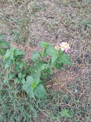 Lantana