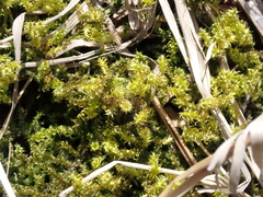 Rhytidiadelphus squarrosus