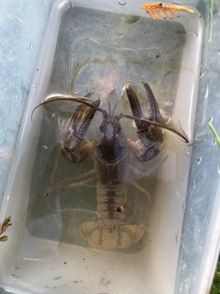 big water crayfish