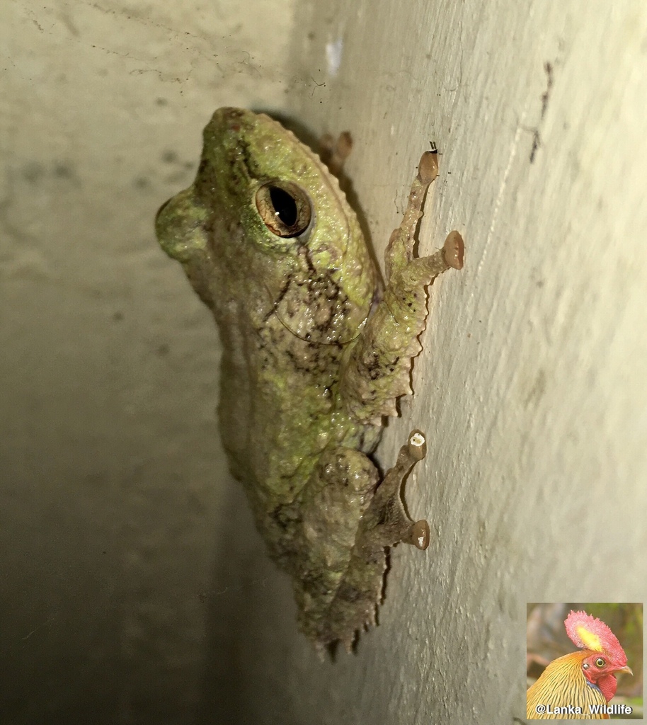 Tibetan Bubble-Nest Frog