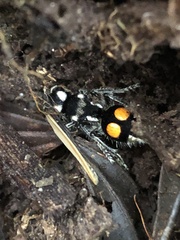Hoplomutilla