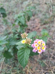 Lantana