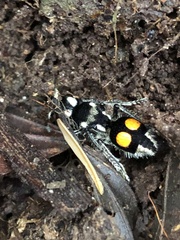 Hoplomutilla