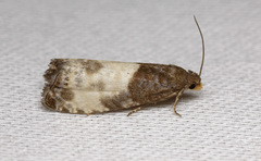 Notocelia cynosbatella