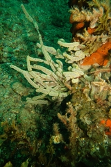 Botrylloides perspicuus