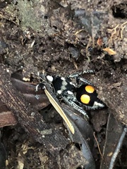 Hoplomutilla