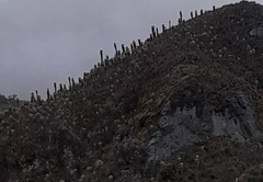 Espeletia hartwegiana