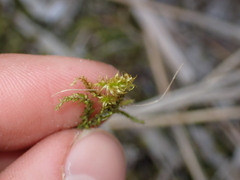 Rhytidiadelphus squarrosus