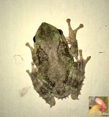 Pseudophilautus cavirostris