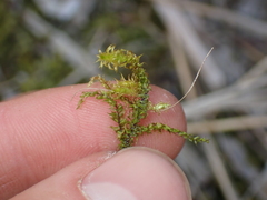 Rhytidiadelphus squarrosus