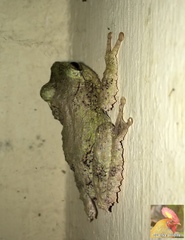 Pseudophilautus cavirostris