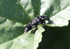 Creophilus maxillosus