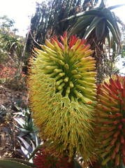 Aloe helenae