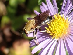Pterallastes thoracicus