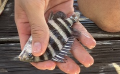 Archosargus probatocephalus