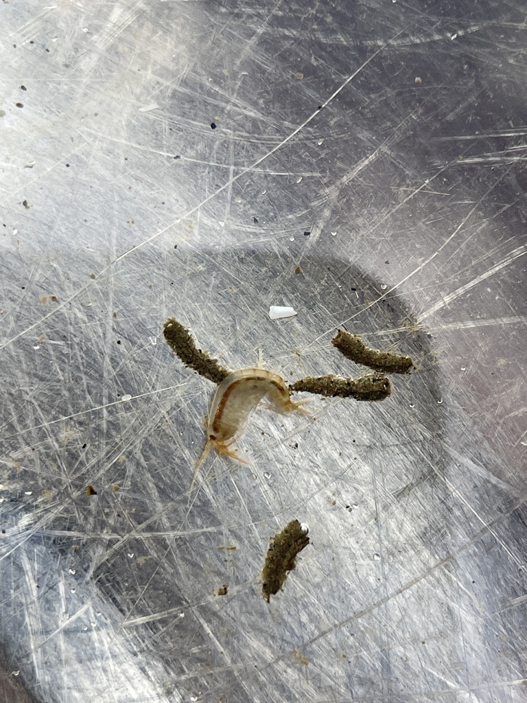 Chaetogammarus ischnus
