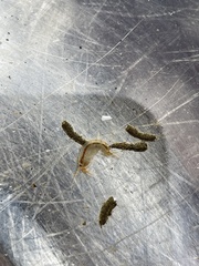 Echinogammarus ischnus