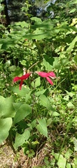 Salvia gesneriiflora