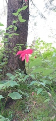 Salvia gesneriiflora