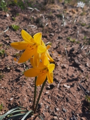 Zephyranthes bagnoldii