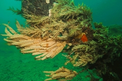Botrylloides perspicuus