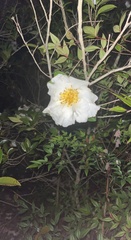 Theaceae