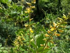 Rhynchosia longeracemosa