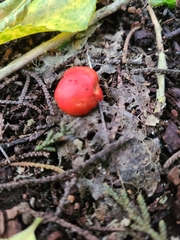 Leratiomyces erythrocephalus