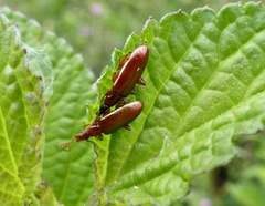 Tenebrionidae