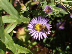 Pterallastes thoracicus