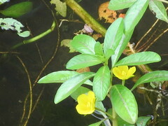 Ludwigia peploides