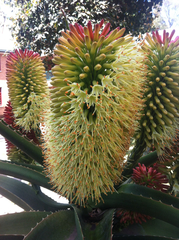 Aloe helenae