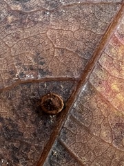 Neuroterus tantulus