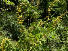 Rhynchosia longeracemosa