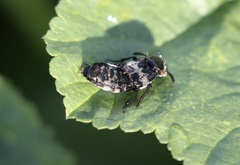 Creophilus maxillosus
