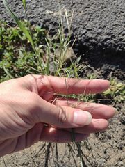 Eragrostis tenuifolia
