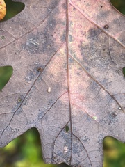 Neuroterus tantulus