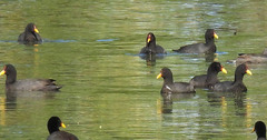 Fulica rufifrons