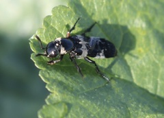 Creophilus maxillosus