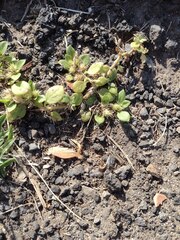 Alternanthera pungens