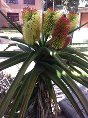 Aloe helenae