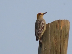 Melanerpes chrysogenys