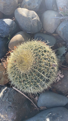 Kroenleinia grusonii