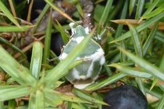 Chlorochroa juniperina