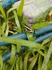 Dendrobates truncatus